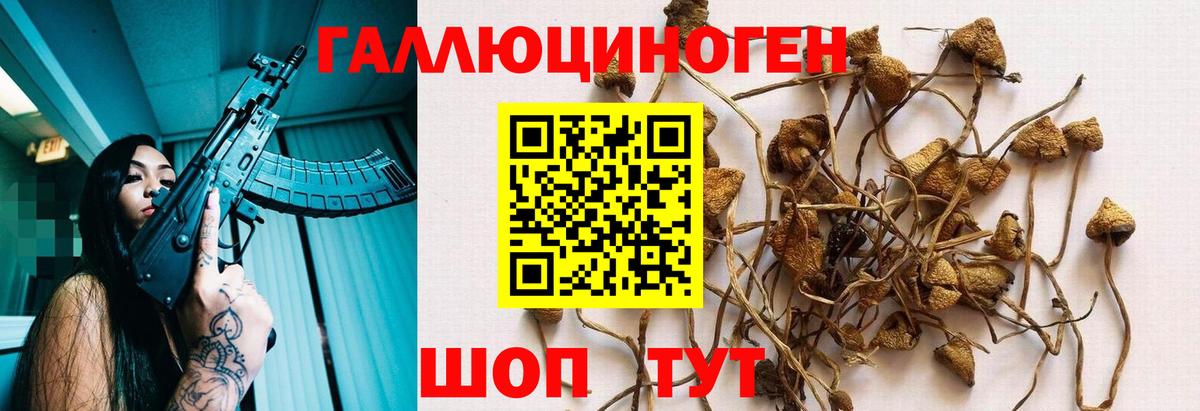Псилоцибиновые грибы GOLDEN TEACHER  Вход с VPN  Дюртюли 